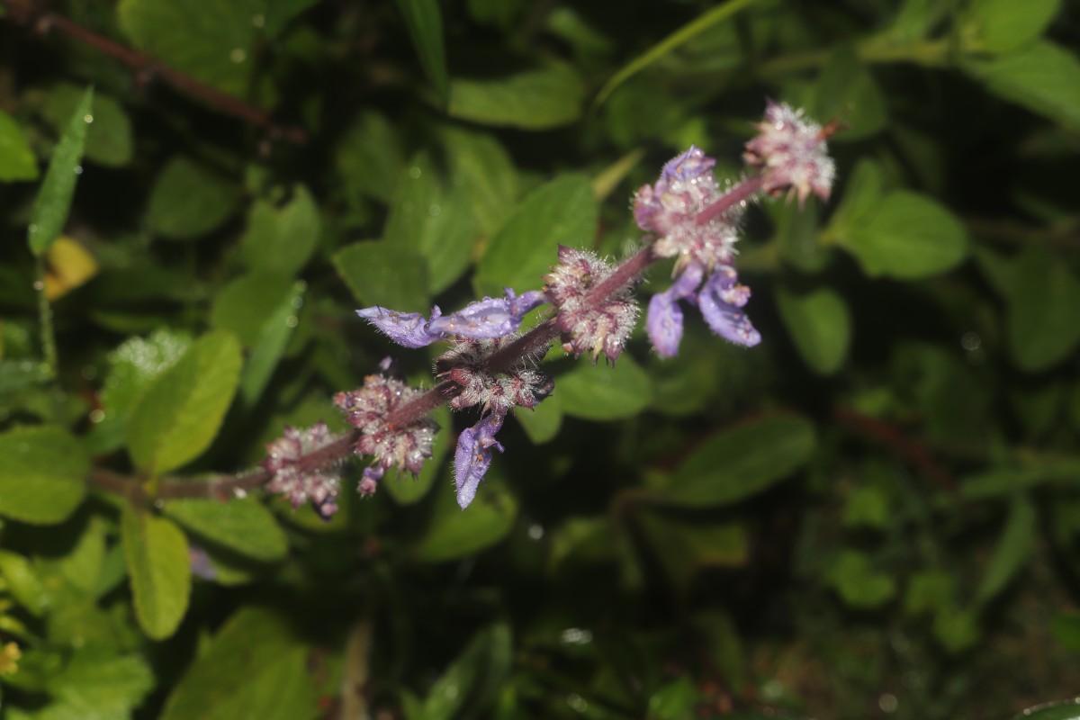 Coleus barbatus var. barbatus (Andrews) Benth. ex G.Don (Andrews) Benth. ex G.Don